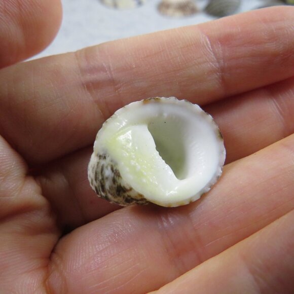 Black & White and Patterned REAL Sea Shells variety of sizes and styles - Picture 8 of 16